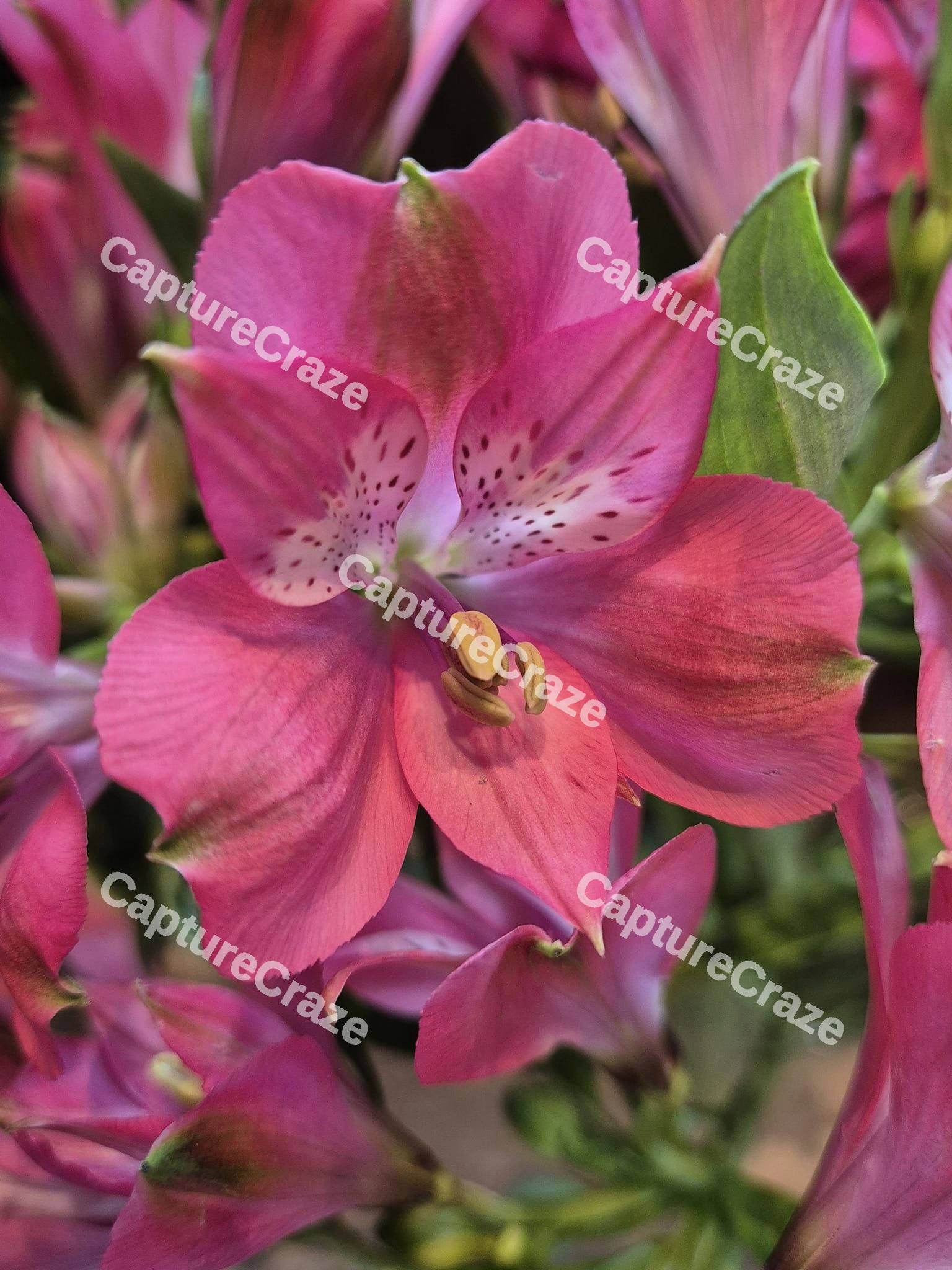 Pink Alstroemeria Inca Flower